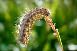 chenille 1_165_bis